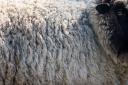 sheep-shear-08-7402web.jpg