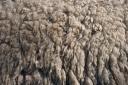 sheep-shear-08-7431web.jpg