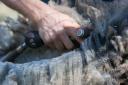 sheep-shear-08-7438web.jpg