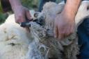 sheep-shear-08-7520web.jpg