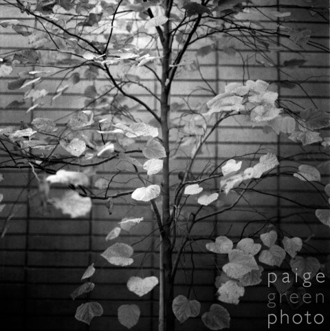 tucson-08-_0006 tucson-08-_0006