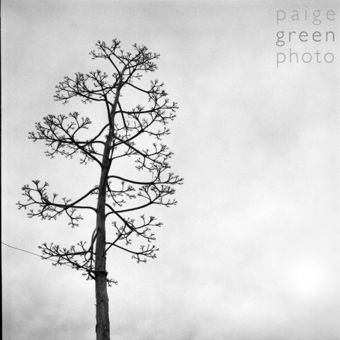 tucson-08-_0014 tucson-08-_0014