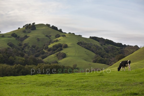 cow-2070-feb-091 cow-2070-feb-091