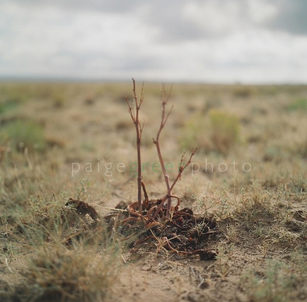 naturaldyecarrot-00790001