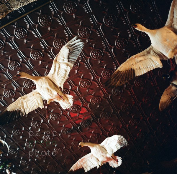 rootbeer-IL-39120007web rootbeer-IL-39120007web