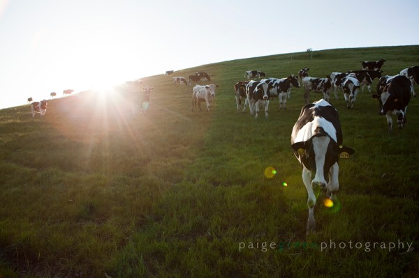 cows10_MG_4213