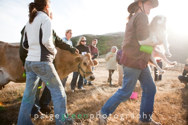 paigegreen-cowshare92110-008