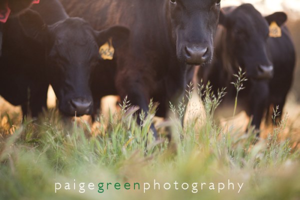 paigegreen-poncia-51311-041