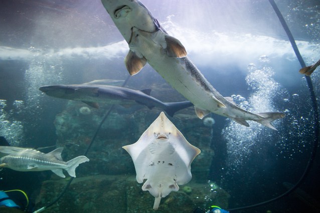 paigegreenGrouponAquar01082016-008